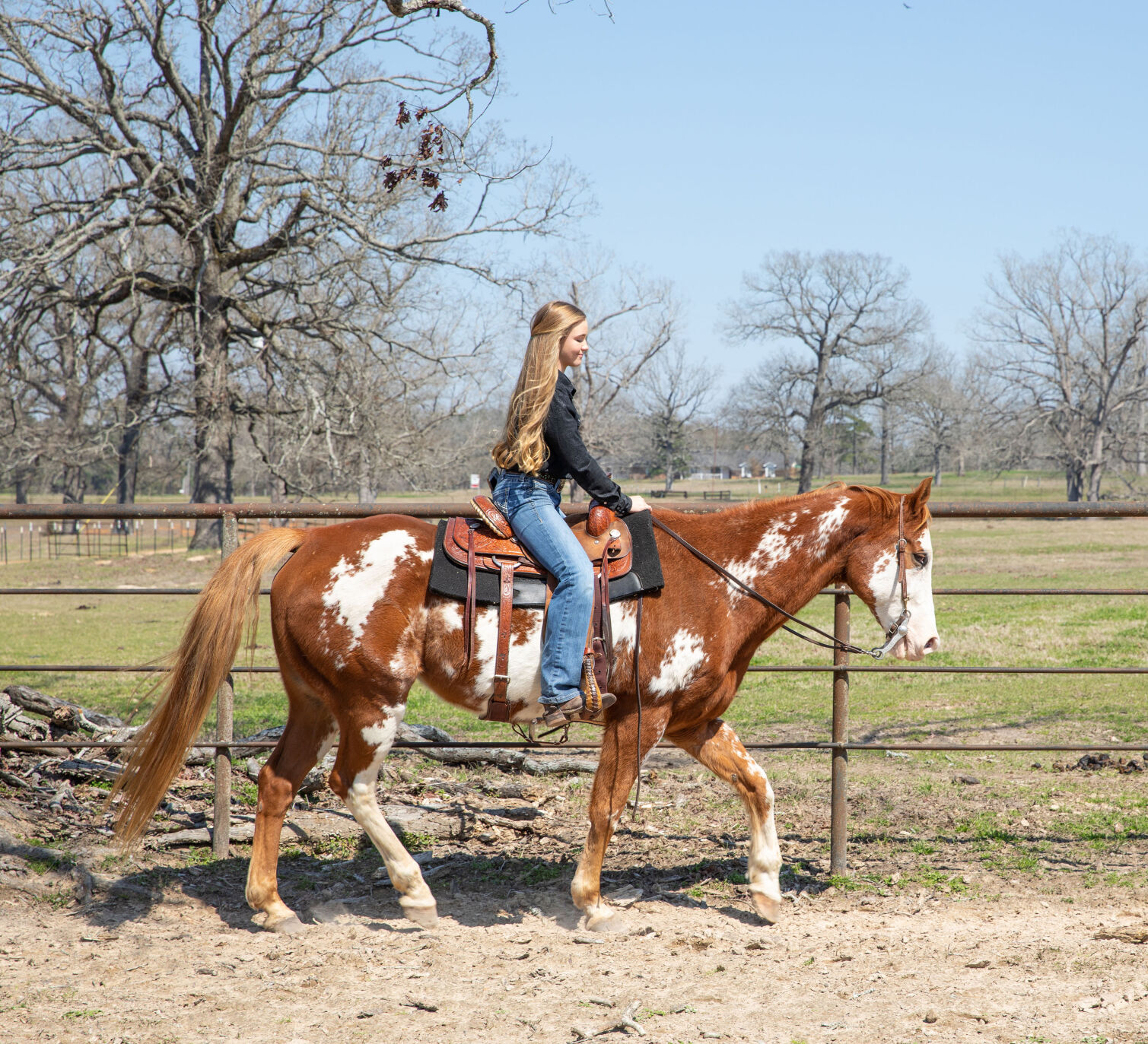 Horse Trainer